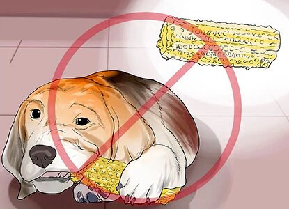 кукуруза собаке